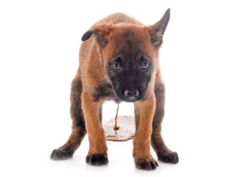 Waarom moeten honden overgeven en diarree hebben?