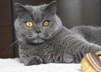 Britse Korthaar: Charmante Kortharige Kat met Brits Karakter