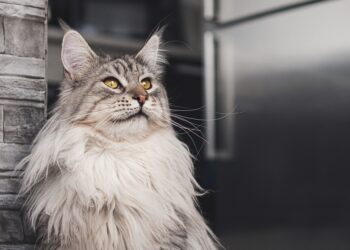Maine Coon