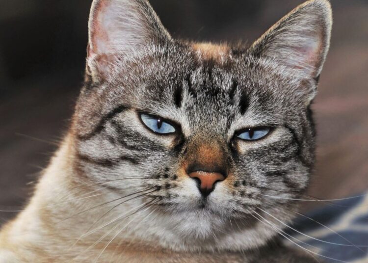 Hoe wordt de sterilisatie van katers uitgevoerd?