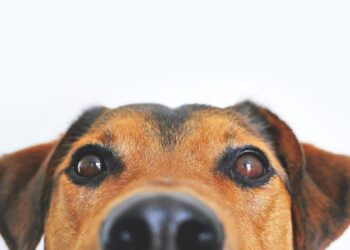 Hoe zien honden? Kan hij kleuren zien?