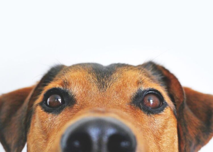 Hoe zien honden? Kan hij kleuren zien?