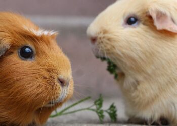Kenmerken en verzorging van cavia's