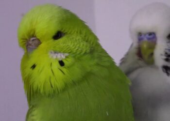 Kenmerken en verzorging van de Engelse Grasparkiet