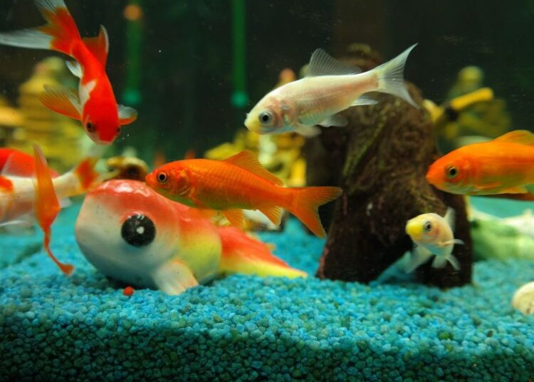 Kenmerken en verzorging van goudvissen