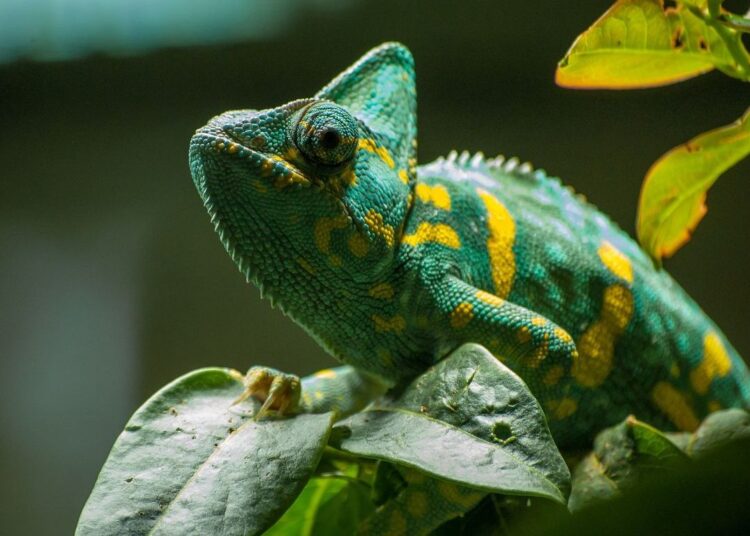 Kenmerken en verzorging van kameleons