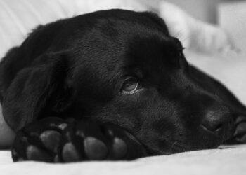 Waarom huiveren honden?