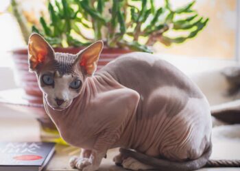 Naaktkat Sphynx