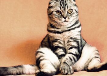 Wat kan er gedaan worden om katten langer te laten leven?