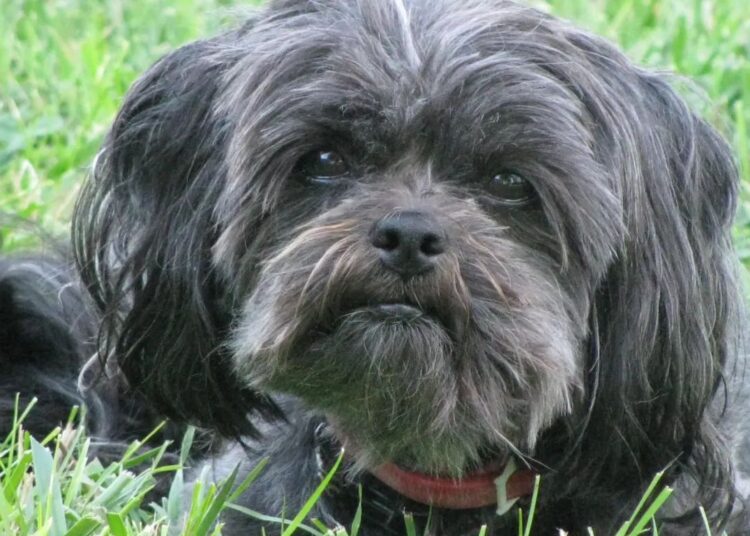 affenpinscher