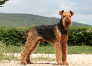 airedale-terrier
