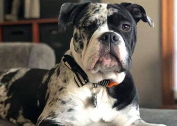 alapaha-blauw-bloed-bulldog