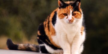 calico