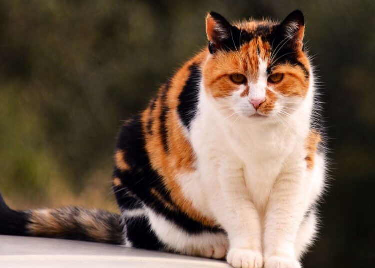 Calico Karakter, Geschiedenis en Eigenschappen - petblog.nl
