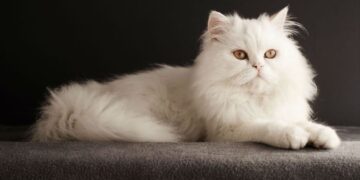 perzische-kat
