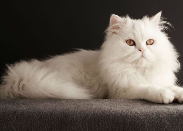 perzische-kat