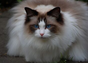 ragdoll