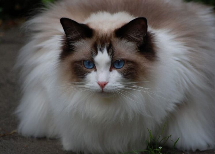 ragdoll
