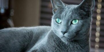 russisch-blauw