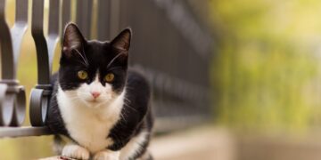 tuxedo-katten